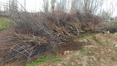 Otin sotiladi,orzon narxda 1