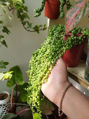 крестовник ровли Тасбех гул 1