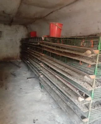 Bedana qafas sotiladi 1