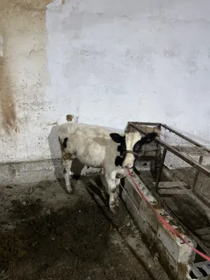Продаётся корова с телёнком 3