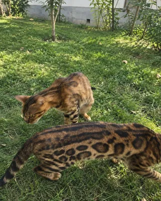 Продаются бенгальские котята 1