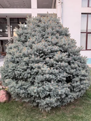 Archa goluboy yel Arzon nahrga srochna 1