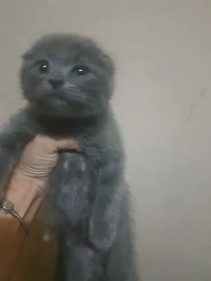 СКОТИШ ФОЛД, УГИЛ БОЛАЧА, 1,5 ОЙЛИК ЖУДАЯМ АСАЛ