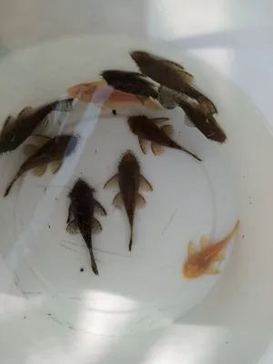 antsistrus somlari erkaklari 1
