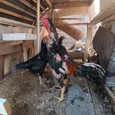 Продаётся дакан, привозной 1