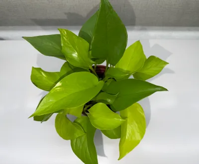 Epipremnum, xona o‘simliklari 1