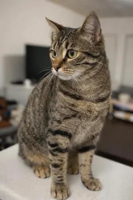 Котёнок-мальчик