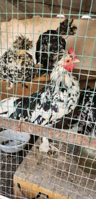 Япон хуроз сотилади
