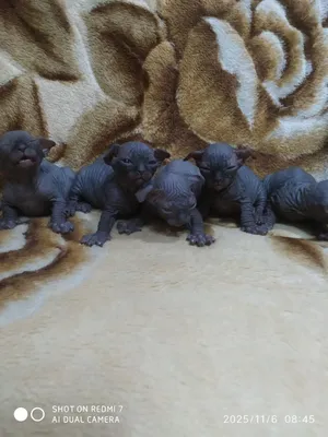 Sargishlarning qattiq talvasalarda kamming porno video