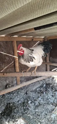 Inkubator sotiladi 64 tovuq tuximlari ketadi 1