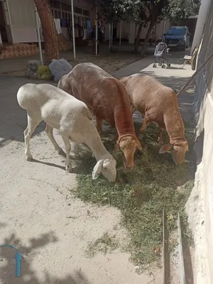 Продаются овцы 1