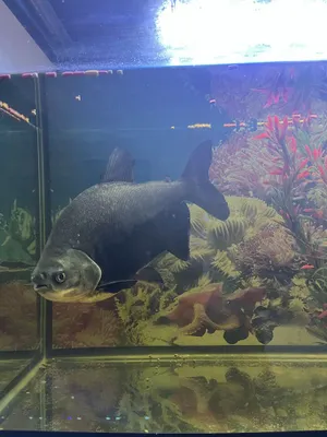 Akvarium baliqlari sotiladi 1