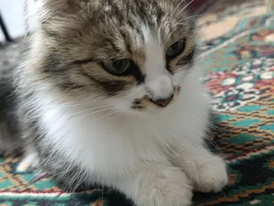 Кошка породы Domestic Longhair 1