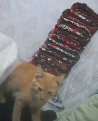 Милый и игривый котёнок отдаётся бесплатно (Чуст)
