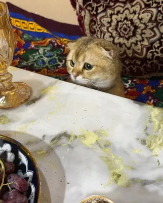 Кошка породистая 1