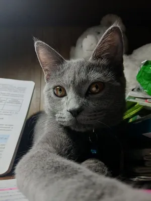 Yalangoch Wendy Hamilton Bokira qizlar bilan uy qurilishi pornosini onlayn tomosha qiling