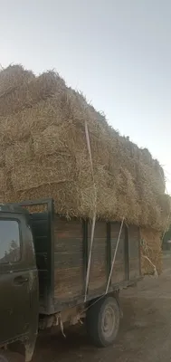 Sholi pires sotiladi 11000 1