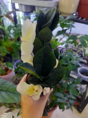 Black Pink zamiokulkasi 1