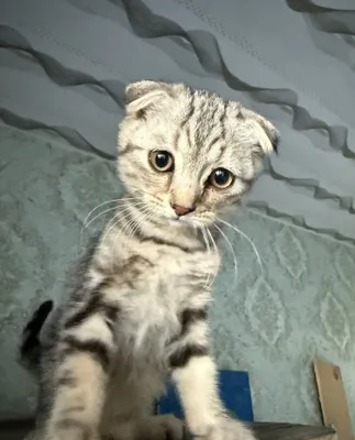 Продам котят, 2 х месяцев. 1