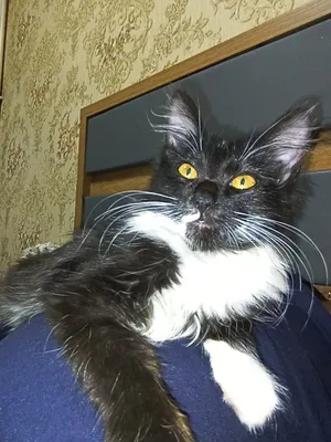 котенок в добрые руки мальчик