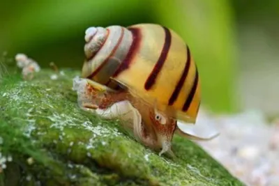 Spiksi salyangozi (Elf) 1