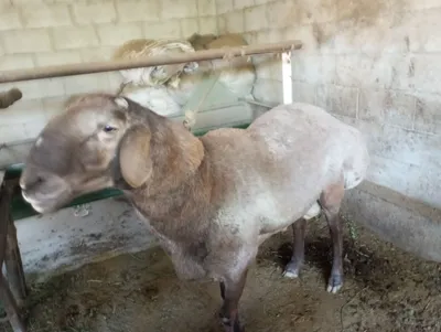 qoʻchqor sotiladi kafolati bilan 3