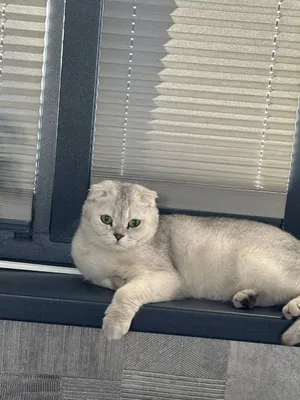 Продаётся породистая кошка 1