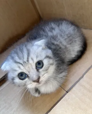 Scottish fold mushukcha 1