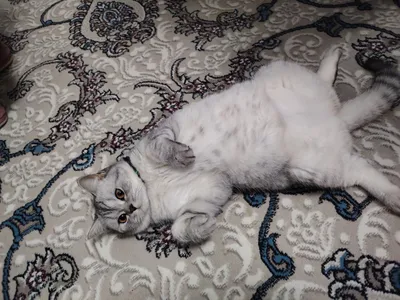 Самка шиншиллы, 11 месяцев 1