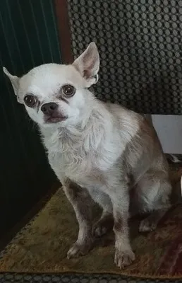 Chihuahua (urg‘ochi emas, erkak) yo‘qoldi