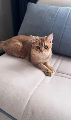 Котенок, 7-8 месяцев Золотистая Шиншилла 1