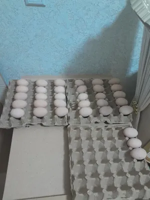 Выведение чёрного шахзода