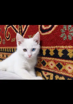 9 ta mushukchani mehribon qo‘llarga beraman. Bepul. Toshkent 1