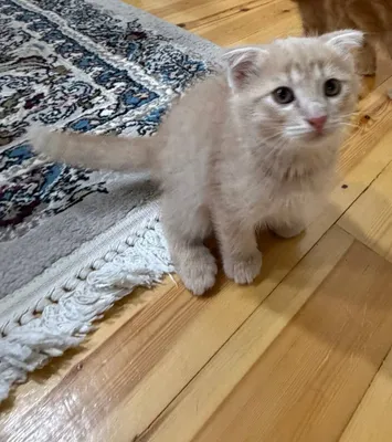 Котёнок фолд, сладкий 1