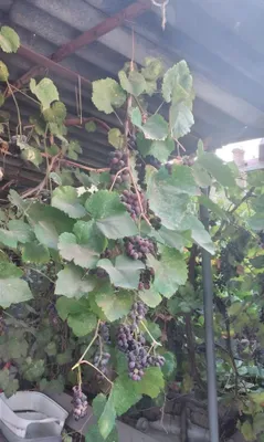 Uzum. Izabella. Vino uchun.