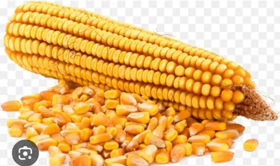 Продаётся зерно кукурузы 1