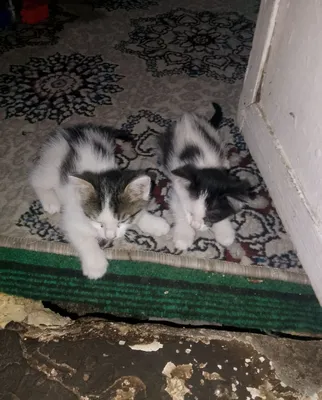 Есть 3 бесплатных котёнка 1
