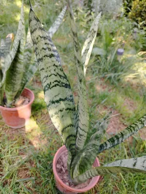Сансевиерия (Sansevieria) — 30 см 1