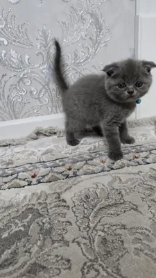 Котёнок скоттиш страйт 1