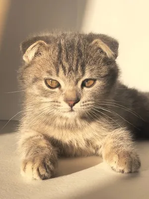 Кошка породы скоттиш 1