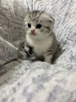 2 oylik Scottish Fold mushukchalar sotiladi, 120 sh.b. 1