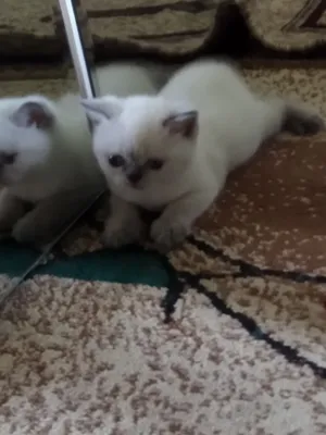 скотиш страйт 1