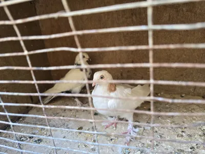 Kaftar sotiladi. 1