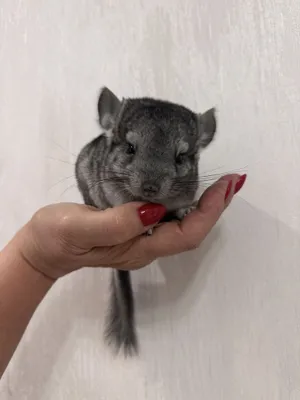 Шиншиллы Грызуны 1