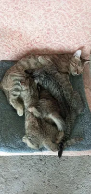 Mushukchalarni yaxshi qo‘llarga beraman 1