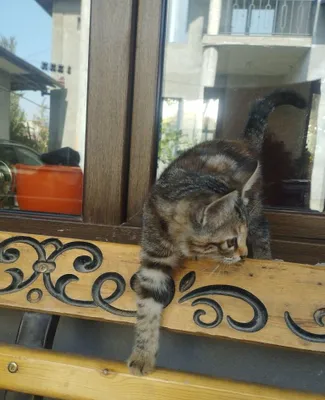 Заберу кошку бесплатно 1