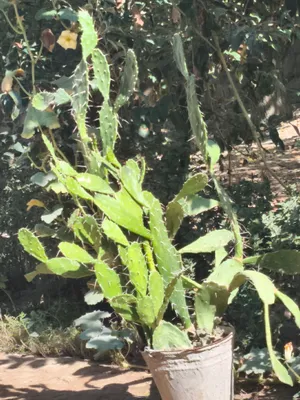 kaktus