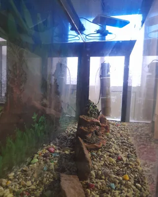 Akvarium 150 litr kaplekt xammnarsalri bn sotiladi 1