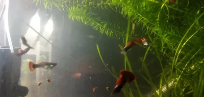 Guppilar 5000 so‘mdan sotiladi 1