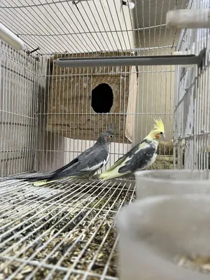 Karela sotiladi tayyor juft 1
